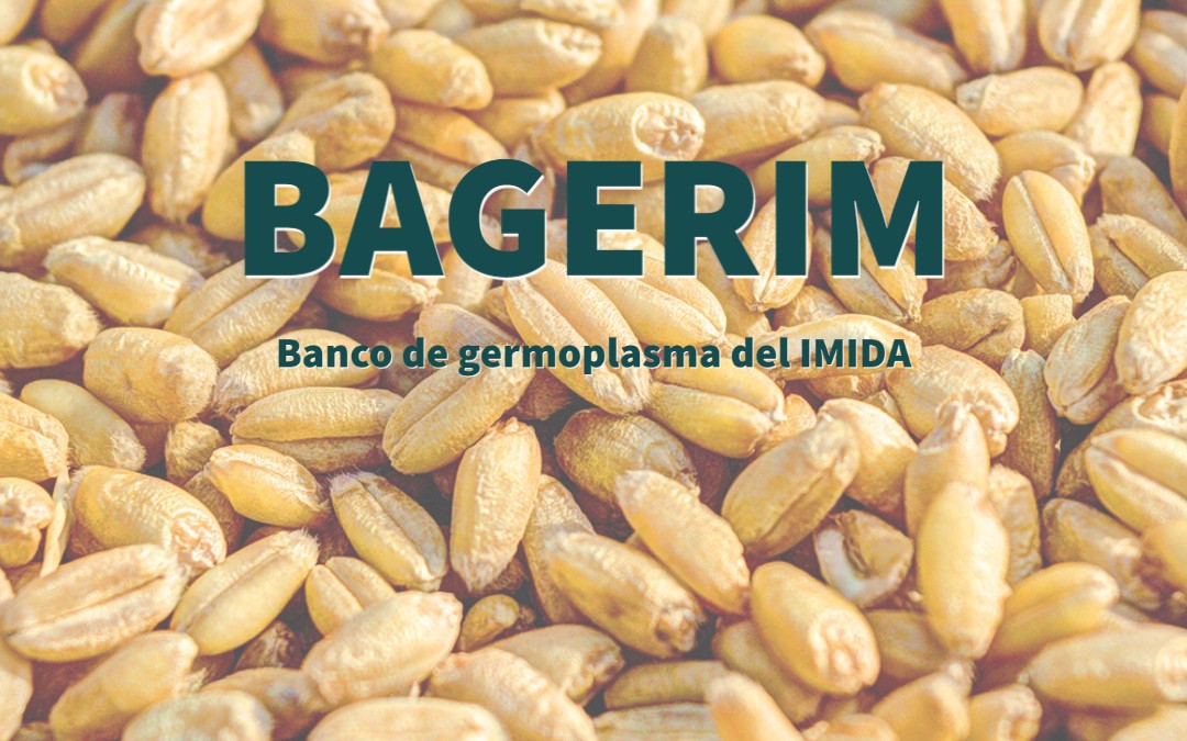 Seminario: ‘BAGERIM: el banco de germoplasma del IMIDA’