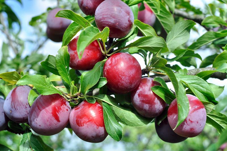 El día 23 de marzo tendrá lugar el seminario `Herramientas moleculares para la mejora de la calidad del fruto en albaricoquero y ciruelo japonés´