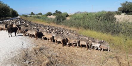 Seminario «Aprovechamiento de pastos en la demarcación hidrográfica del Segura»